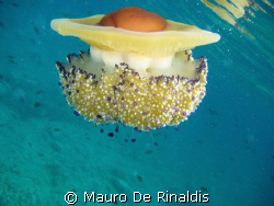 Jelly-fish by Mauro De Rinaldis 